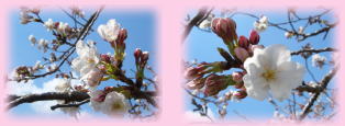 桜