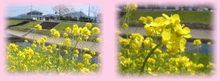 菜の花