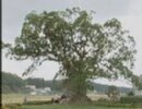 川古の大楠