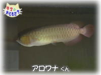 2月おともだち アロワナ君