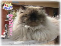 4月おともだち サンゴちゃん
