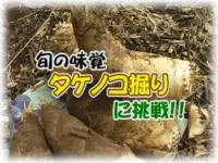 タケノコ掘りに挑戦!