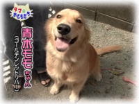 11月のおともだち 青木モモちゃん