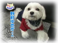 2月のおともだち 野村ゆたかくん