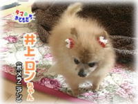 3月のおともだち 井上ロンちゃん・イチロくん