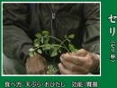 セリ