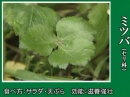 ミツバ