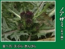ノアザミ