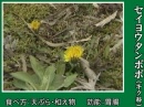 セイヨウタンポポ