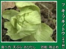 フキ・フキノトウ