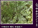 (毒)ムラサキケマン