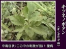 (毒)キツネノボタン