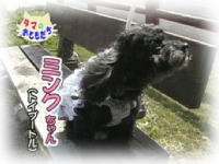 4月のおともだち ミンクちゃん