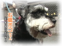 5月のおともだち 石橋ポコちゃん