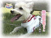 10月のおともだち 柴田モモちゃん