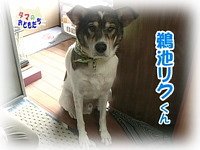 11月のおともだち 鵜池リクくん