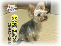 12月のおともだち 本村エルくん