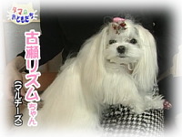 2008年1月のおともだち 古瀬リズムちゃん