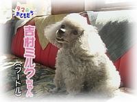 5月のおともだち 吉村ミルクちゃん