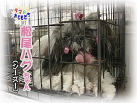 8月のおともだち 松尾ハグちゃん