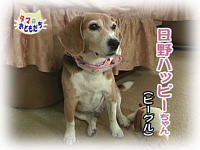 6月のおともだち 日野ハッピーちゃん