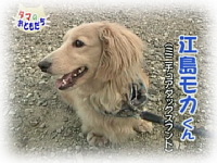 8月のおともだち 江島モカくん