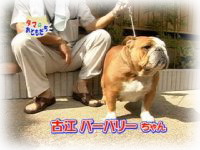 11月おともだち バーバリーちゃん