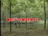 8月特集 カブト虫捕りに挑戦!!