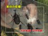 8月特集 カブト虫捕りに挑戦!!
