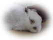 8月おともだち う-たん
